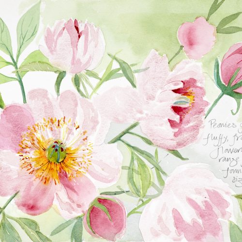 Peonies